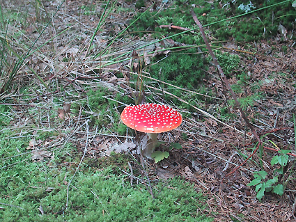 https://www.frauenwohnprojekt.info/media/galerie/2004/waldviertel/0006.jpg